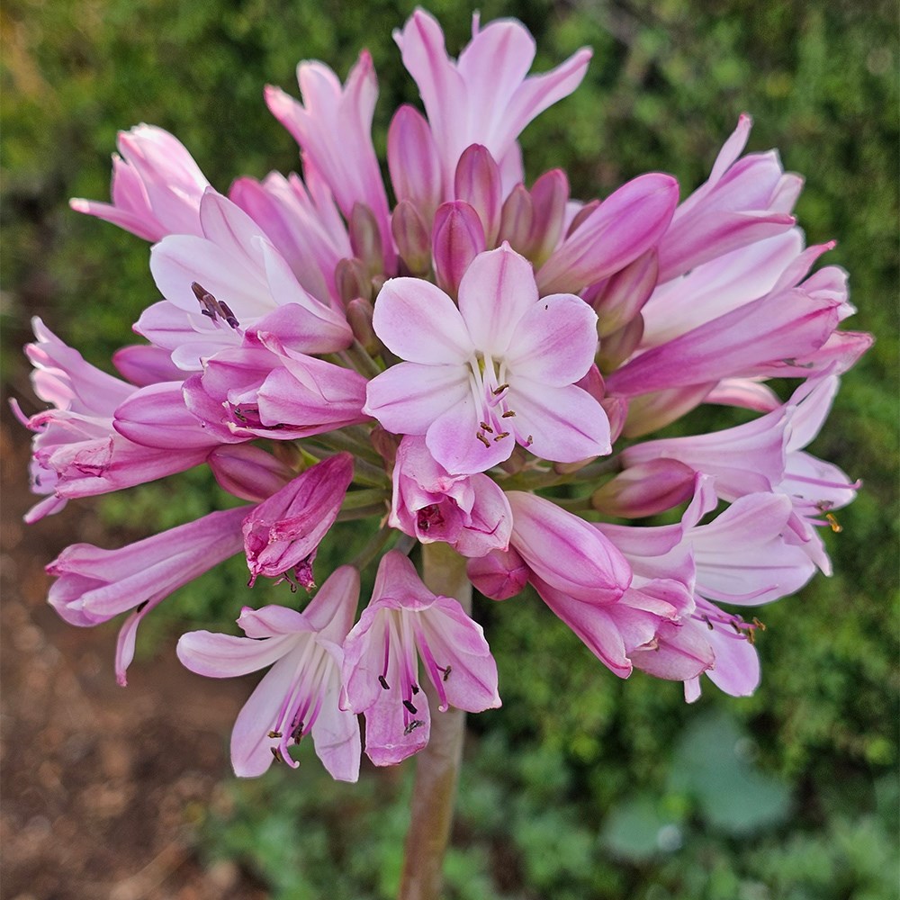 Agapanthus Poppin Pink | African lily
