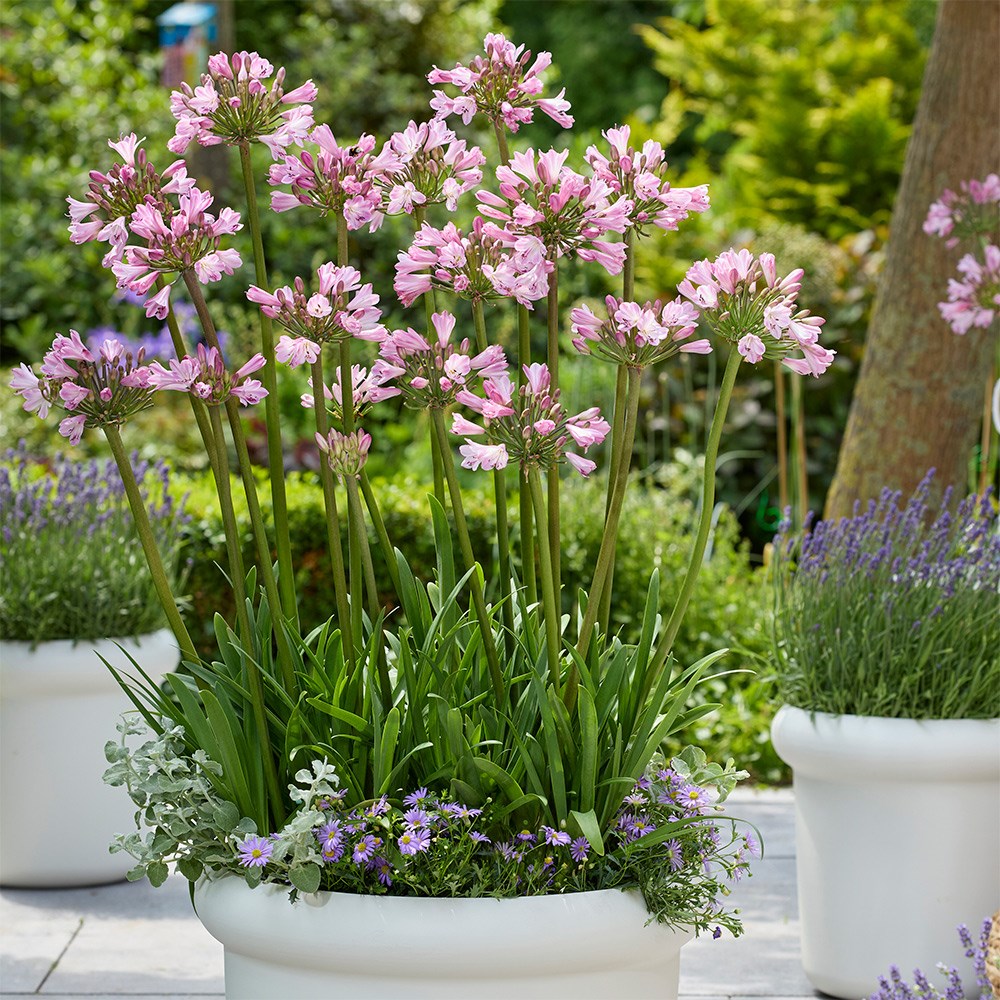 Agapanthus Poppin Pink | African lily
