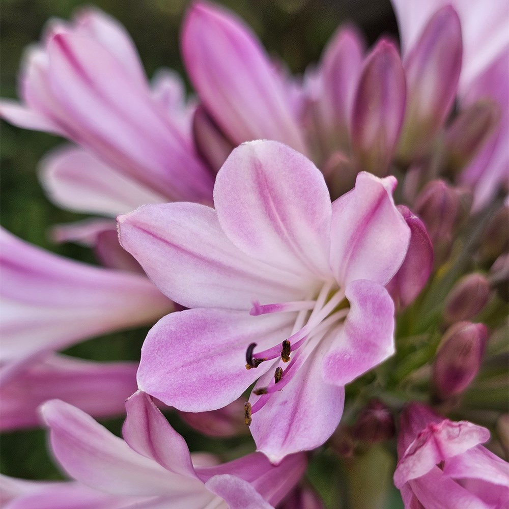Agapanthus Poppin Pink | African lily
