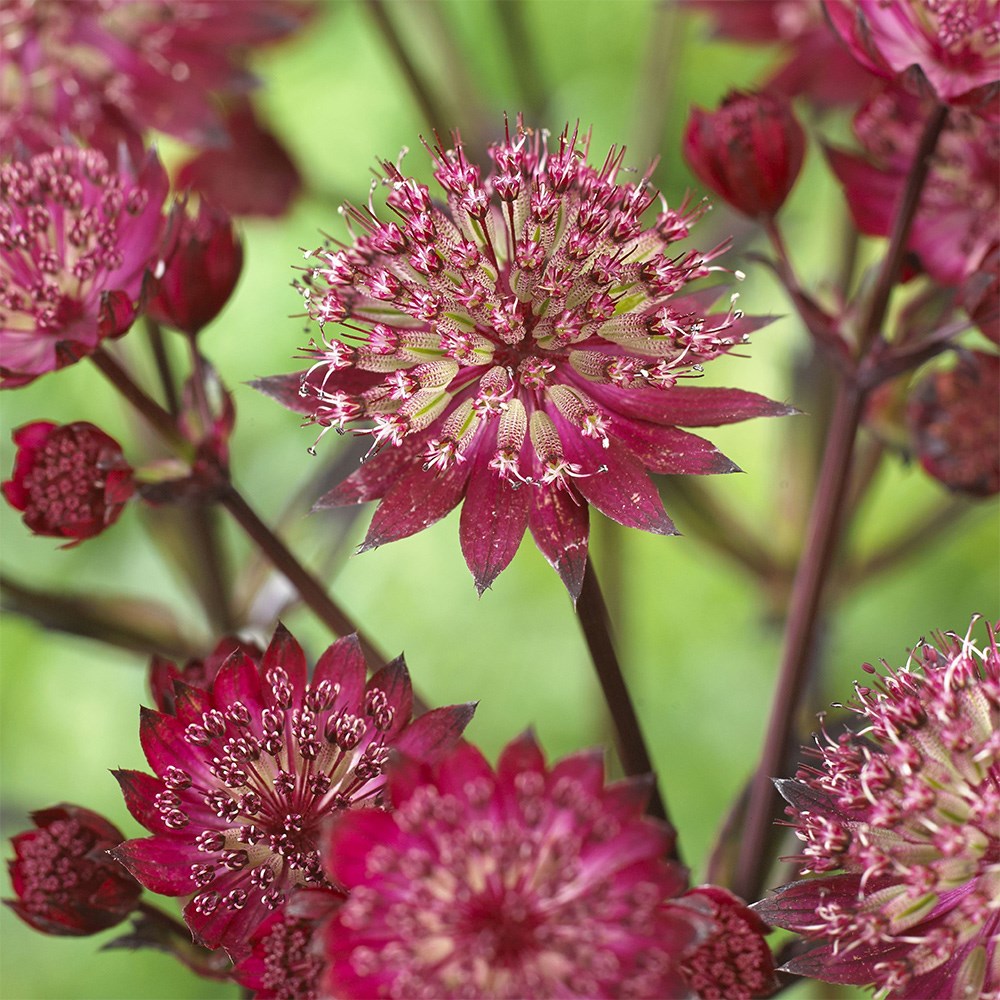 </i>Astrantia major</i> 'Star of Love' (PBR)