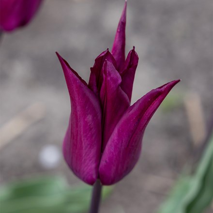 Tulipa Purple Heart | Lily Flowered Tulip