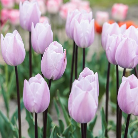 Tulipa Silver Cloud | Triumph Tulip