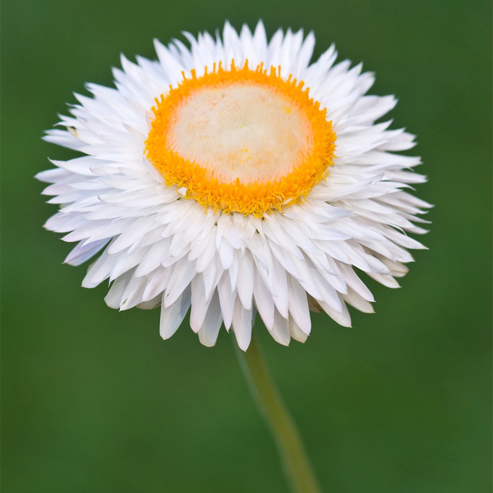 Helichrysum Bracteatum Snow White | Everlasting Strawflower