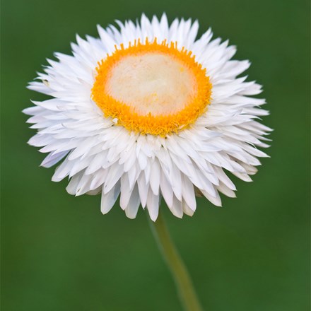 Helichrysum Bracteatum Snow White