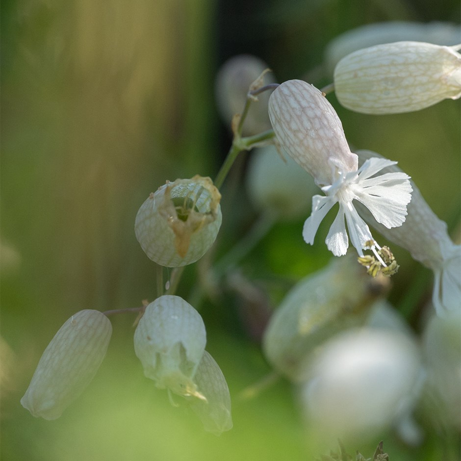 Silene Vulgaris | Bladder Campion