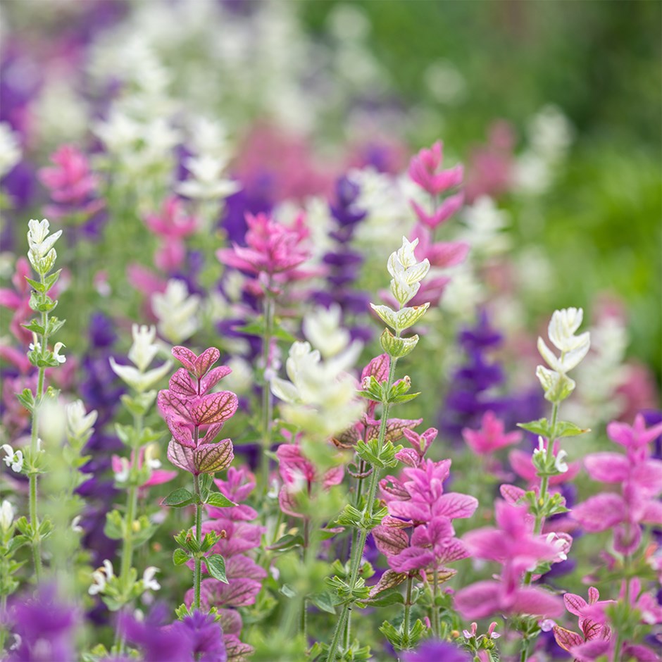 Salvia Viridis | Painted Sage
