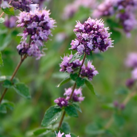 Origanum Vulgare