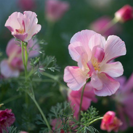 Eschscholzia Californica Thai Silk Appleblossom Chiffon (Thai Silk Series)
