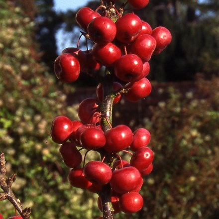 Malus Laura