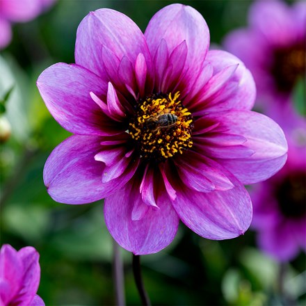 Collarette Dahlia