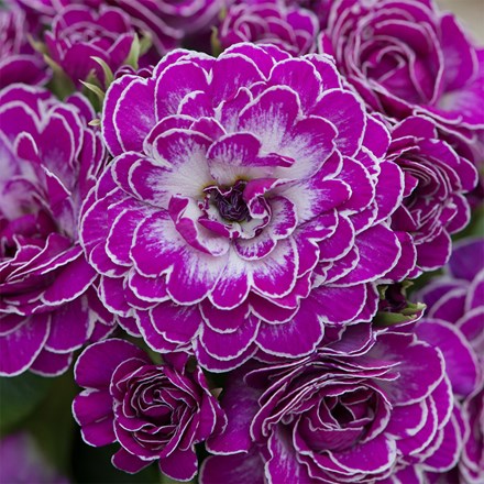Primula Belarina Candy Frost (Belarina Series)