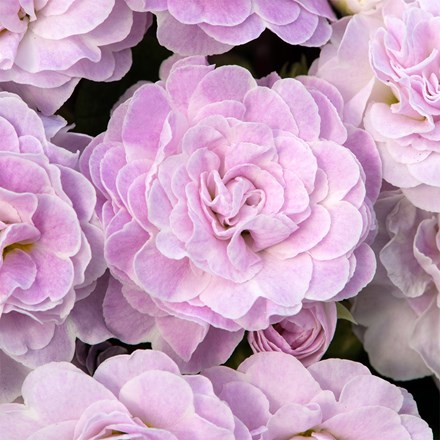 Primula Belarina Pink Ice (Belarina Series)