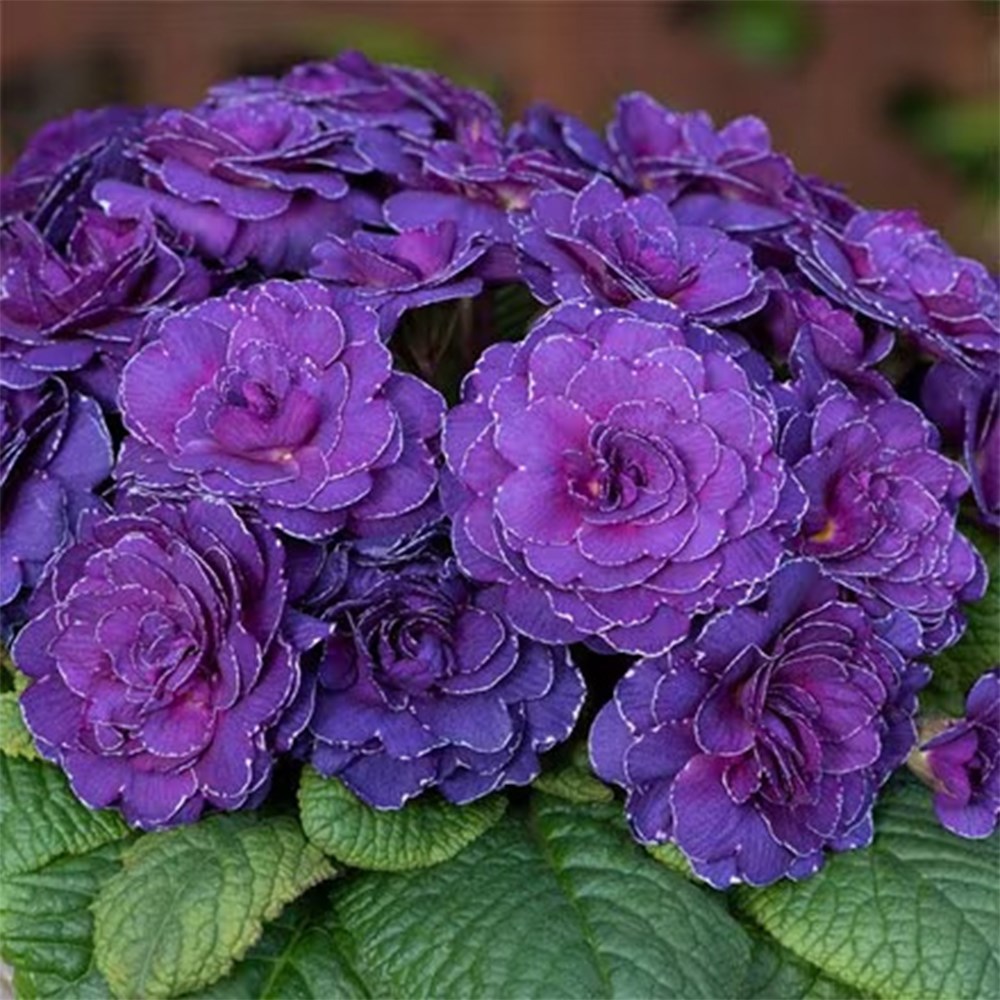 Primula 'Belarina Violetta' (Belarina Series) | Primrose