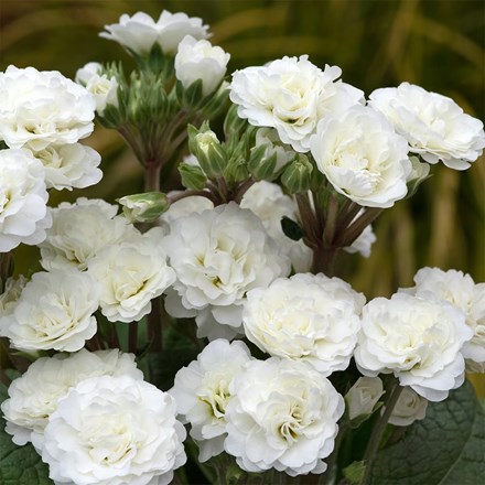 Primula Frosty White (Pollyanna Series)