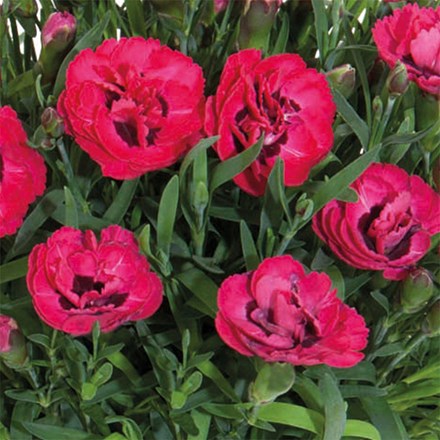 Dianthus Early Love ('Kledg18267') (PBR)