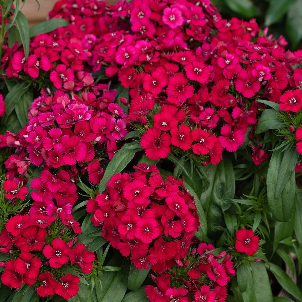 Dianthus barbatus Raspberry (Dart Series) | sweet william