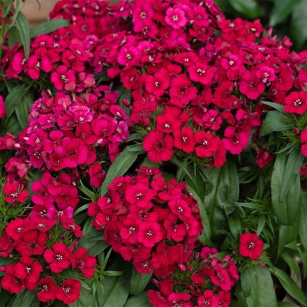 Dianthus barbatus Raspberry (Dart Series)
