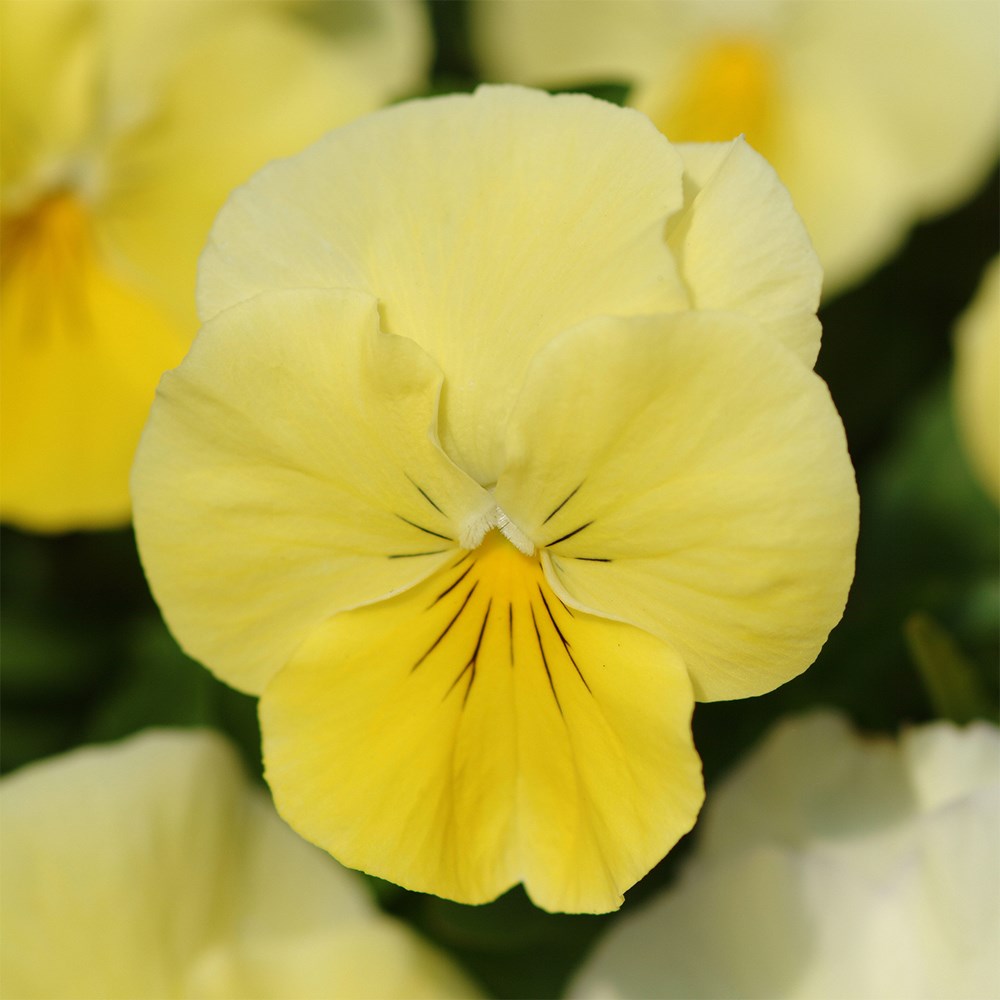 Viola × wittrockiana Cool Wave Lemon | Pansy