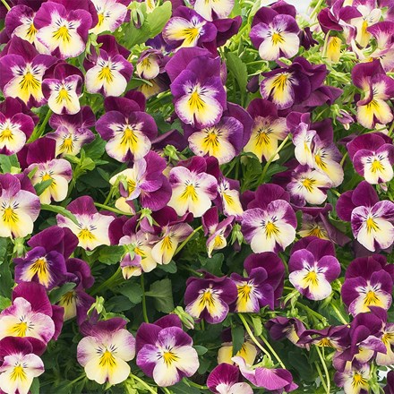 Viola × wittrockiana Cool Wave Raspberry Swirl