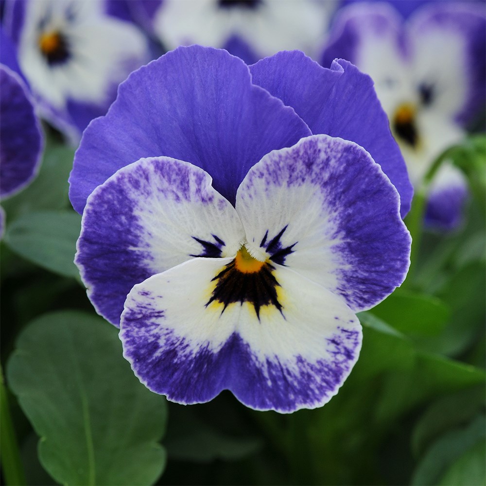 Viola Sorbet Xp Delft Blue | Viola