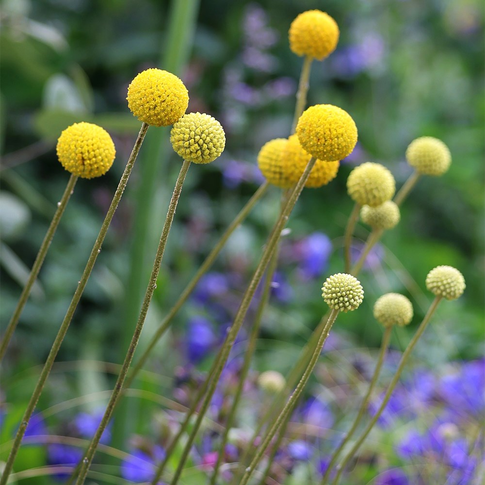 Craspedia Globosa | Drumsticks