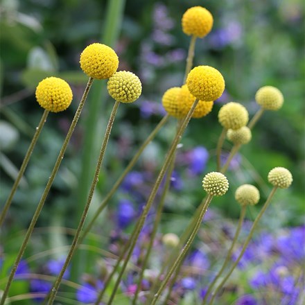 Craspedia Globosa