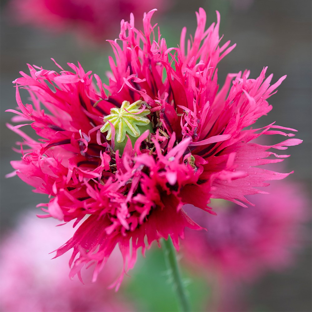 Papaver Rose Feathers | Poppy