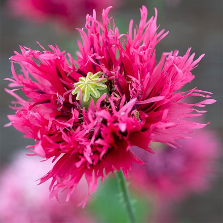 Papaver Rose Feathers