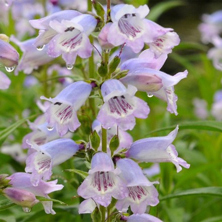 Penstemon Stapleford Gem