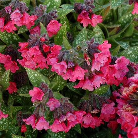 Pulmonaria Shrimps on the Barbie