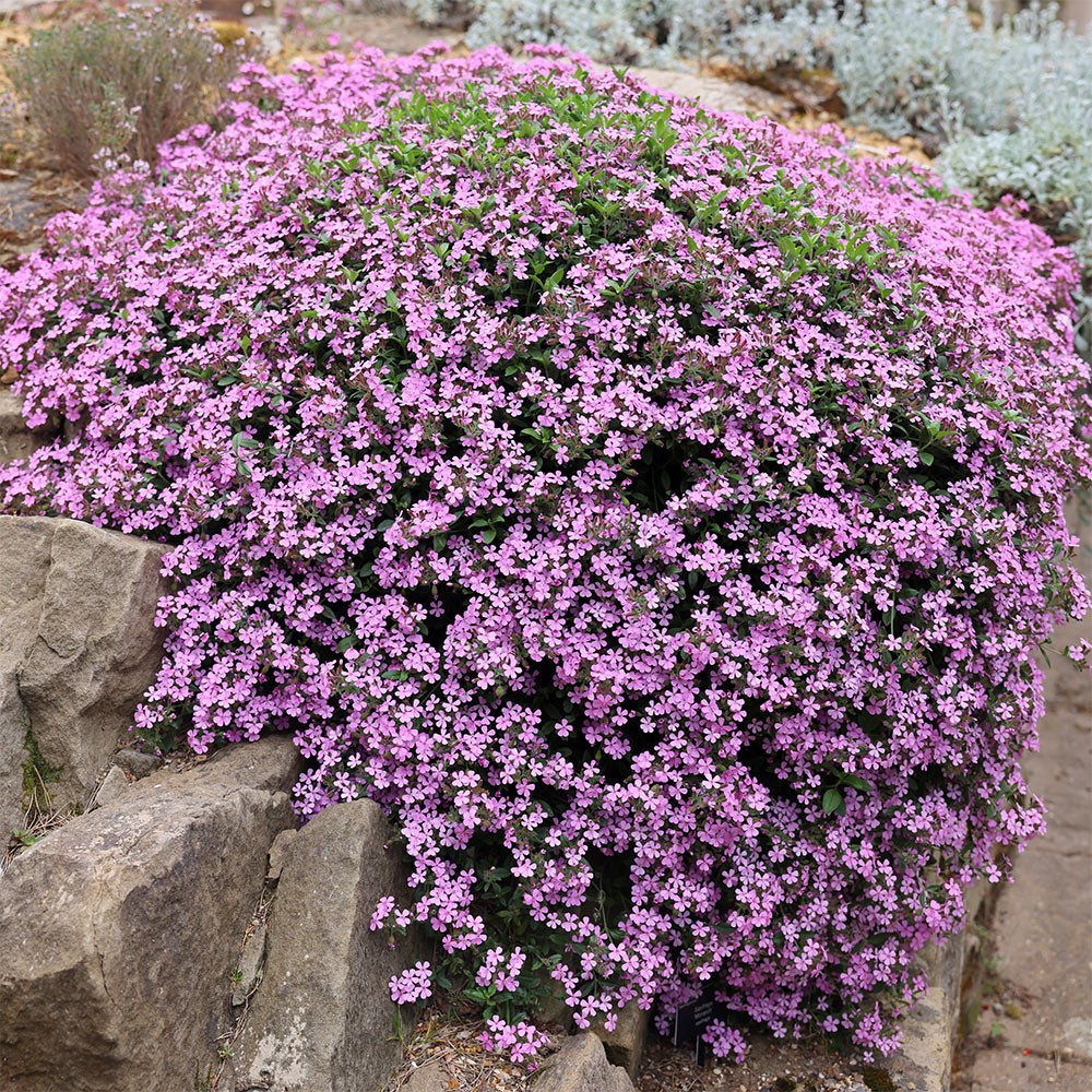 Saponaria Ocymoides | Tumbling Ted And Rock Soapwort