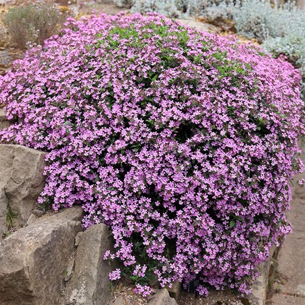 Saponaria Ocymoides