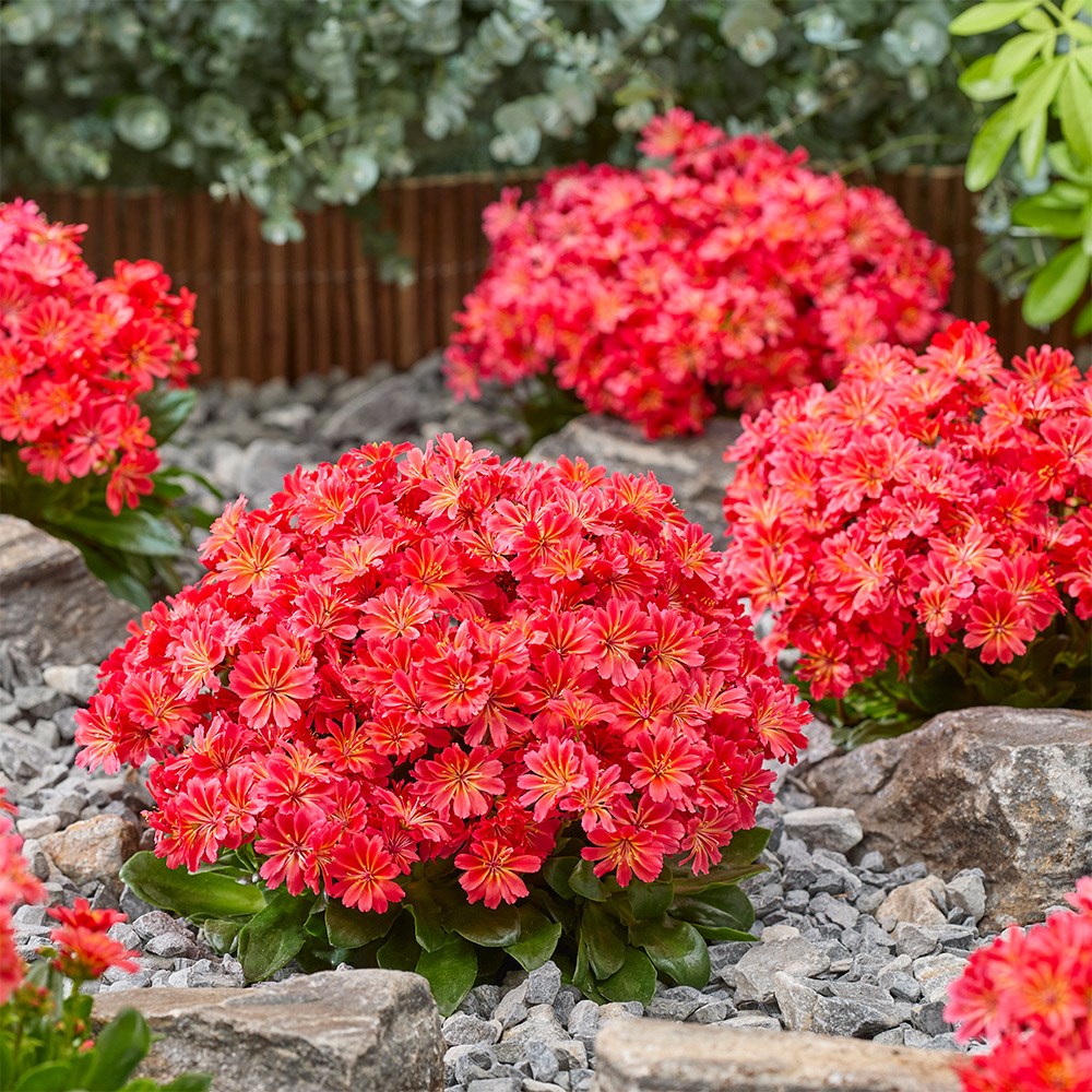 Lewisia Sunset Glow | Lewisia
