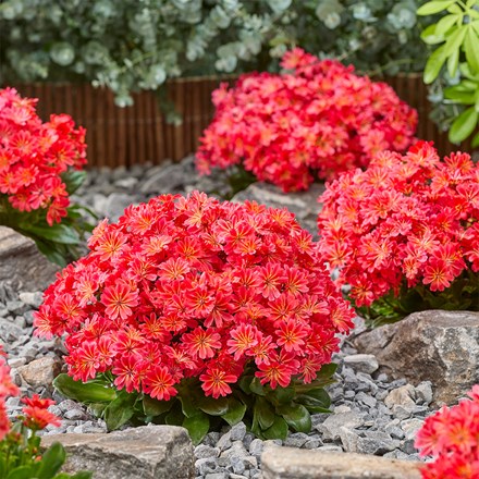 Lewisia
