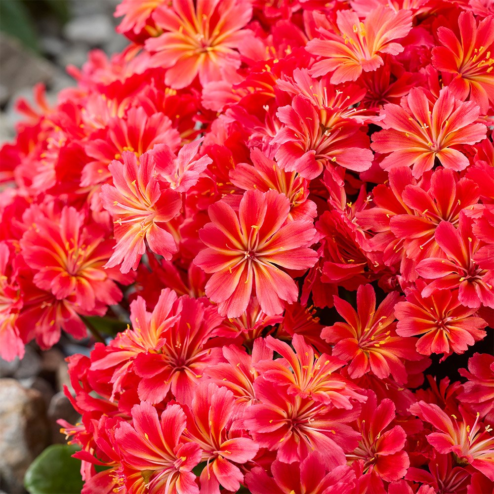 Lewisia Sunset Glow | Lewisia