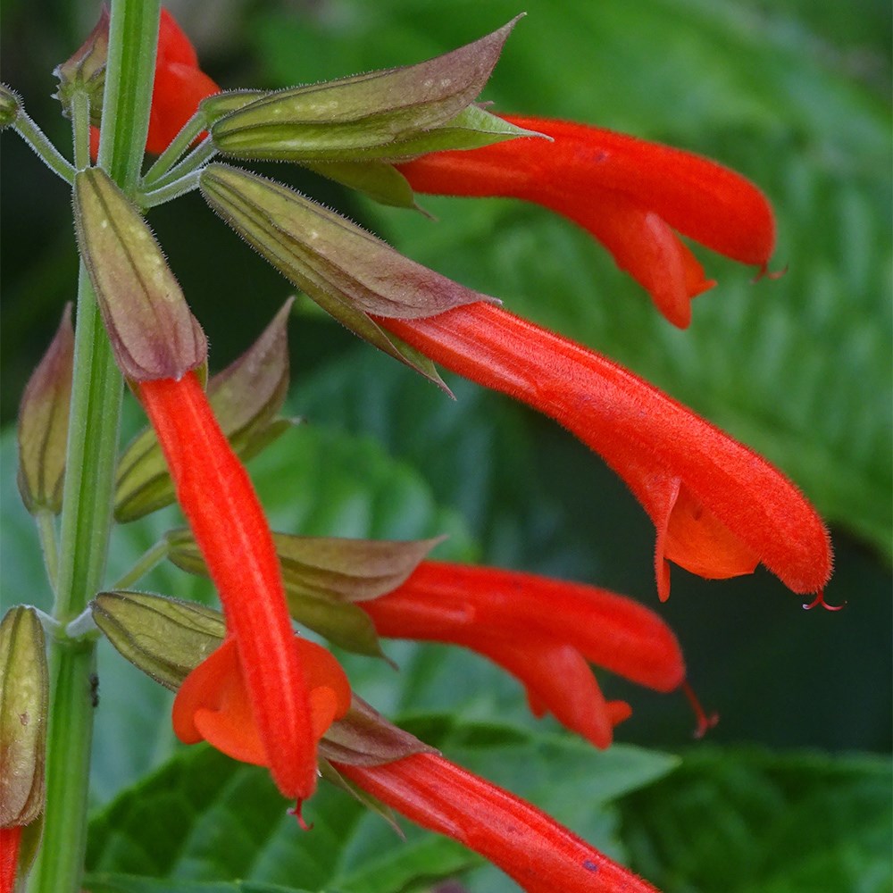 Salvia Tropicolour Sunrise | Sage