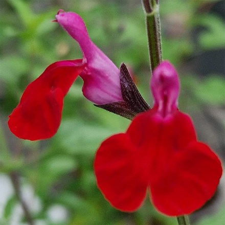 Salvia Pink Velvet