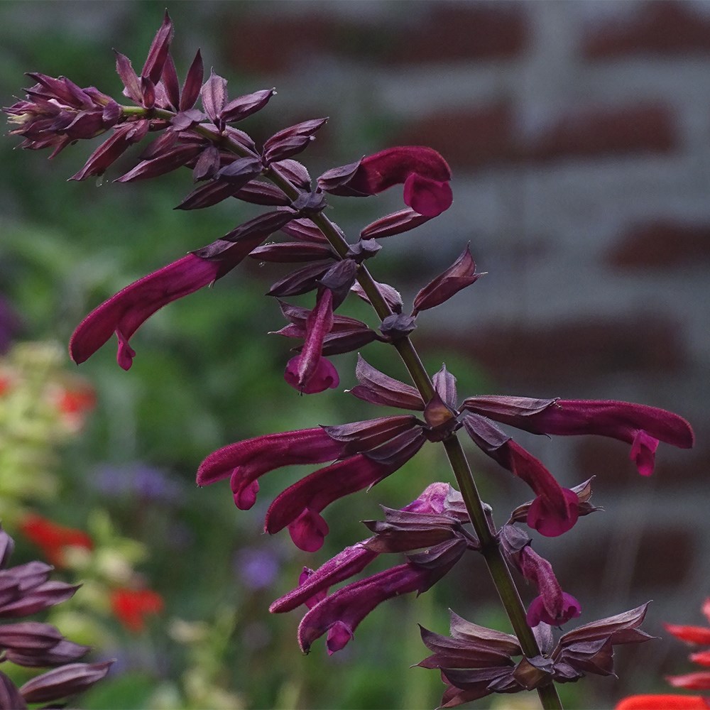 Salvia Tropicolour Claret | Sage