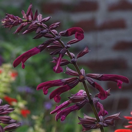 Salvia Tropicolour Claret ('Tropdwn24') (Tropicolour Series)