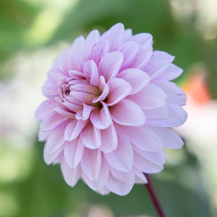Dahlia Strawberry Cream | Decorative Dahlia