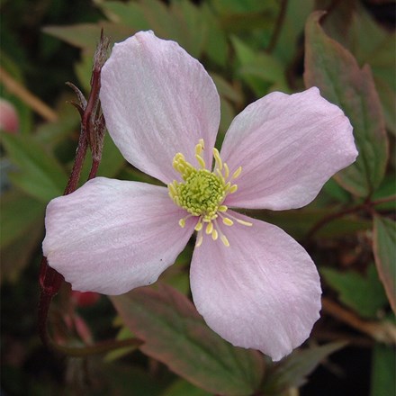Clematis Montana Var. Rubens Rubens Superba | Clematis (Group 1)