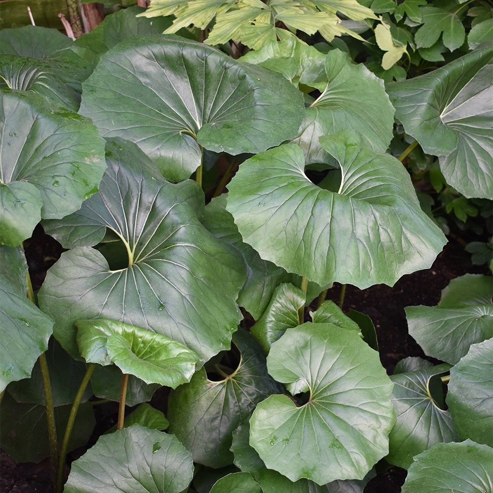 Farfugium Japonicum Giganteum | Giant Leopard Plant