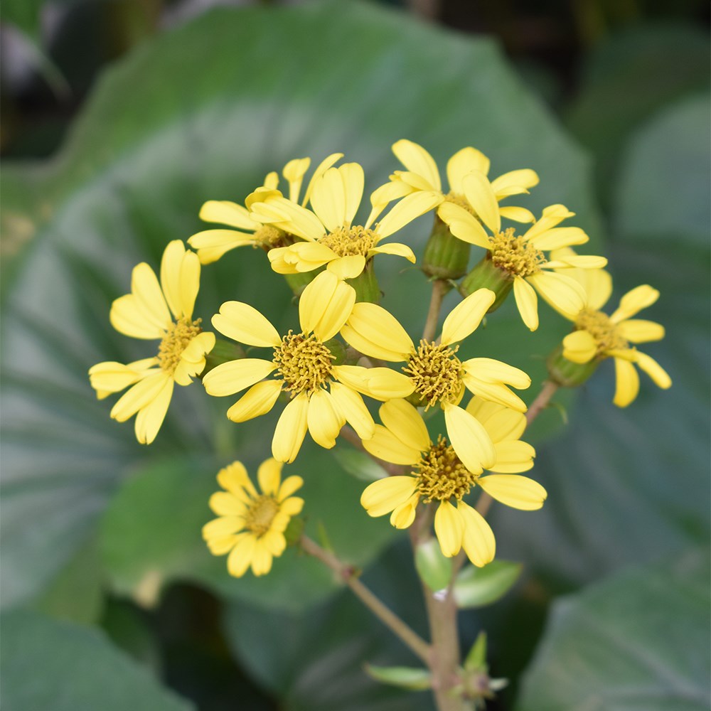 Farfugium Japonicum Giganteum | Giant Leopard Plant