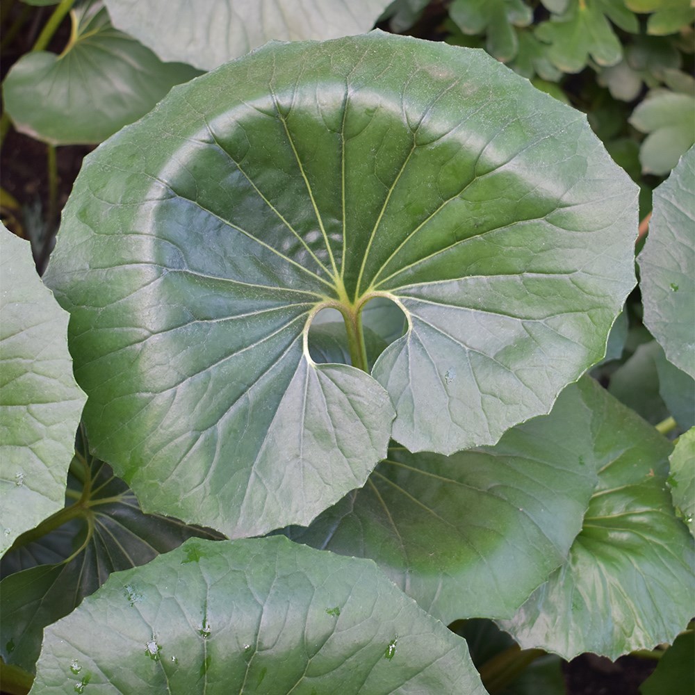 Farfugium Japonicum Giganteum | Giant Leopard Plant