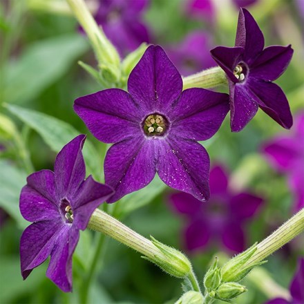 Nicotiana × Sanderae Perfume Deep Purple (Perfume Series)