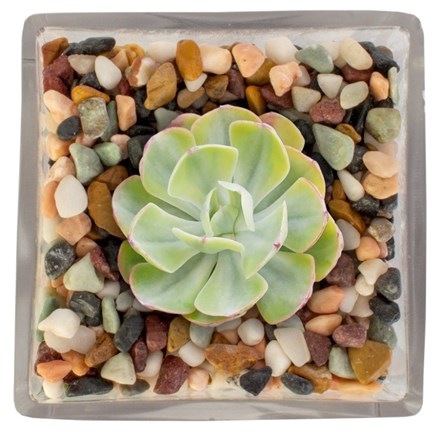 Mixed River Rocks Pot Toppers 2.2Kg