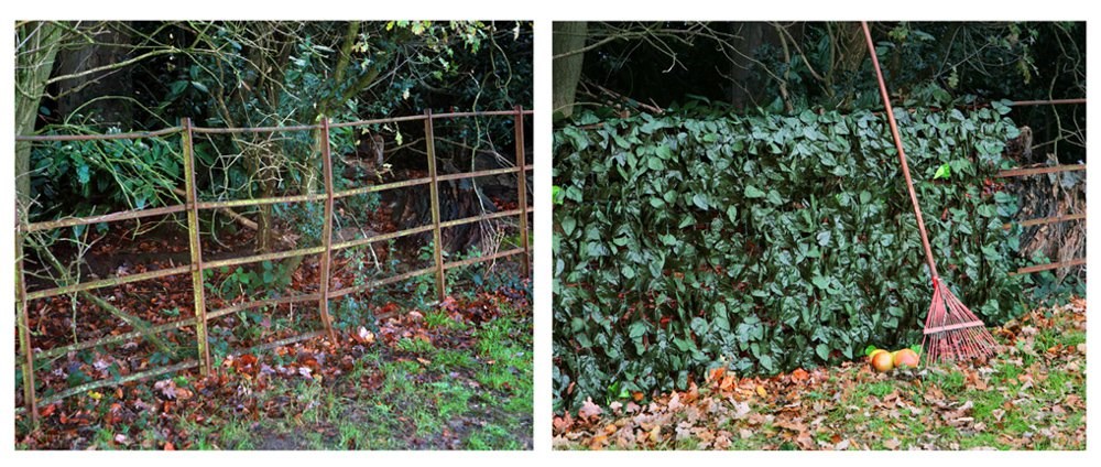 Ivy Hedge Artificial Fence Screening
