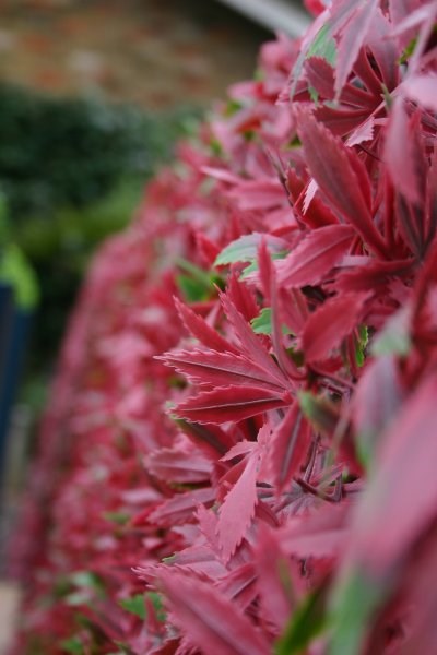 Extendable Artificial Red Acer Fencing Screening Trellis | Papillon™