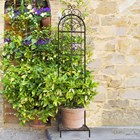 Rustic Italia Black Metal Pot Trellis