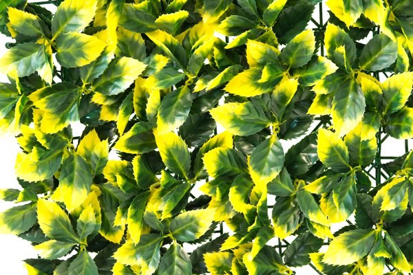 50x50cm Yellow Leaf Artificial Hedge Panel (1ft 7in x 1ft 7in) - by Papillon™